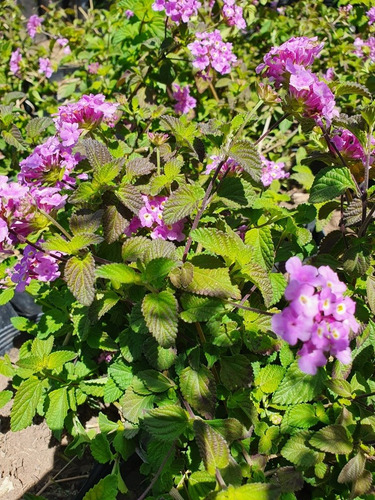 Lantanas Violetas, Arbustivas O Rastreras