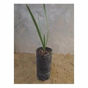 5 Mudas De Coquinho Azedo Butia 20 A 50cm Com Frete Grátis
