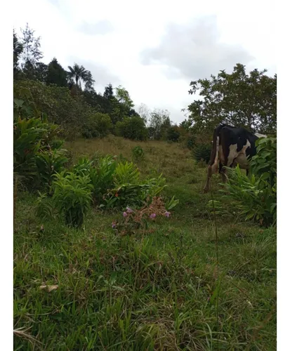 Venta De Lote En Guarne
