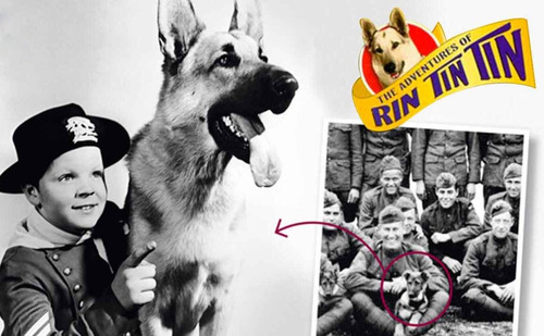 As Aventuras De Rintintin - Sériado Clássico - 37 Eps (Usado)