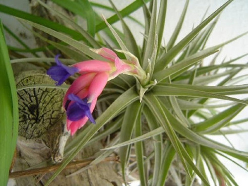 13 Mudas De Bromélia Tillandsia Aeranthos - Flor Roxa E Anil