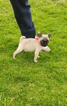 Comprar Hermosos Pug Carlino
