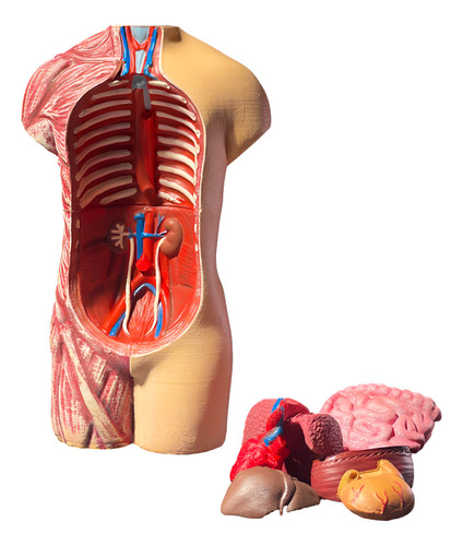 Modelo Anatomico Torso Humano