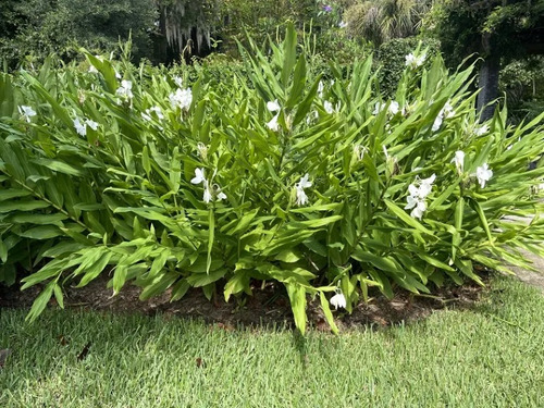 Caña De Ámbar, Flor Mariposa. Hedychium Coronarium