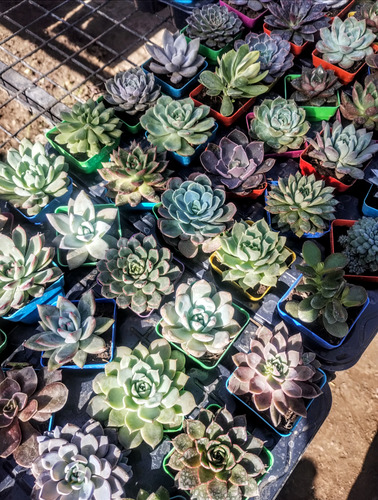 Promo Pack 20 Mini Suculentas Echeverias De Coleccion - M6