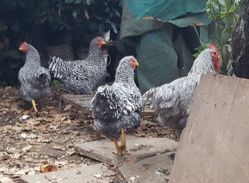 3 Gallinas Y 1 Gallo Plymouth Rock Barrada Anillados Puros