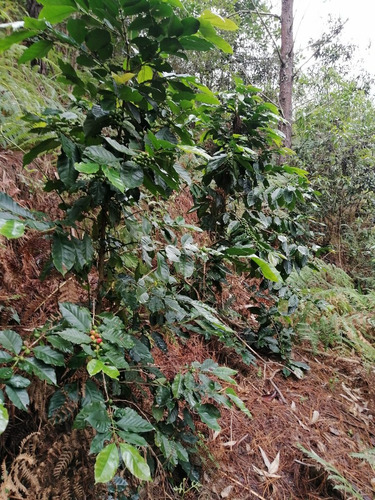 Imagen 1 de 8 de Finca De 7,6 Ha- $50000 - 4500 Plantas De Cafe Joven- Bosquez- Quebrada-zona Cafetalera En San Antonio De Las Aradas Mejor Cafe De Ecuador.