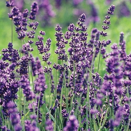 Lavanda Verdadeira / Alfazema -20gr De Sementes