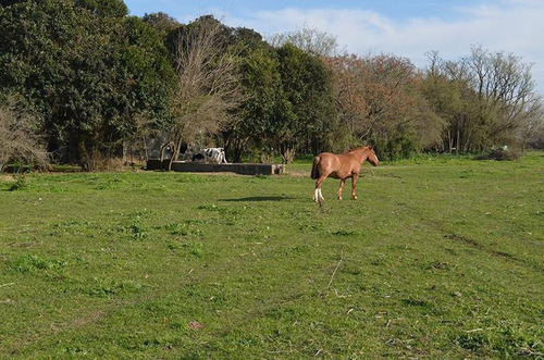 Imagen 9 de 17 de Terreno Para Empredimiento Manzanares 15 Hectareas