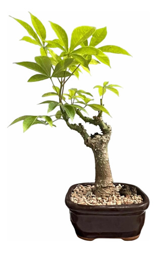 Bonsai Planta Palo Botracho 18 Años Maceta Esmaltada N4