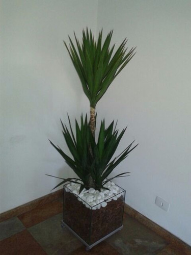 Palmeira Yucca No Cachepot 30x30x30cm