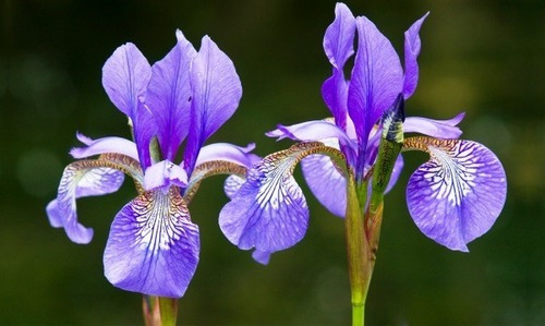 Sementes Iris Sortidas Flor De Lis Flores Bulbos P/ Mudas | MercadoLivre