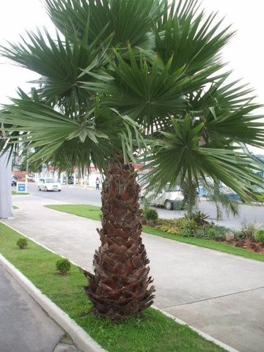 500 Sementes De Palmeira Leque Washingtonia Robusta P/ Mudas