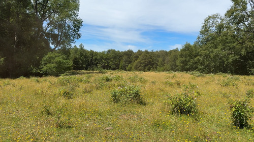 Campo En Venta En Cañitas, Los Muermos, Región De Los Lagos