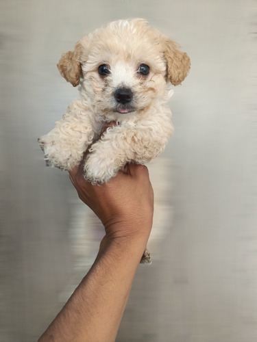 French Poodle Cachorros Tacita