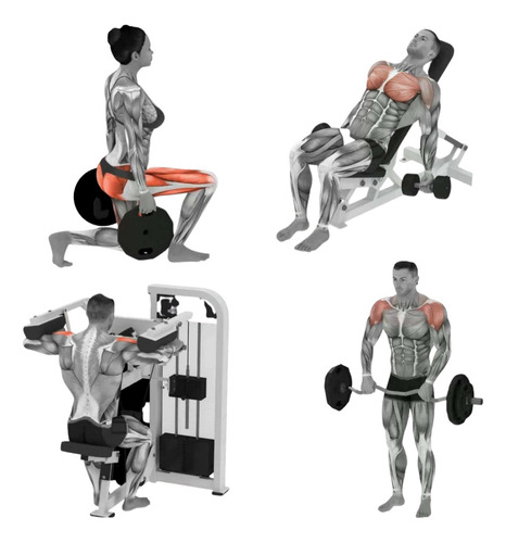Curso De Fitness En Pdf