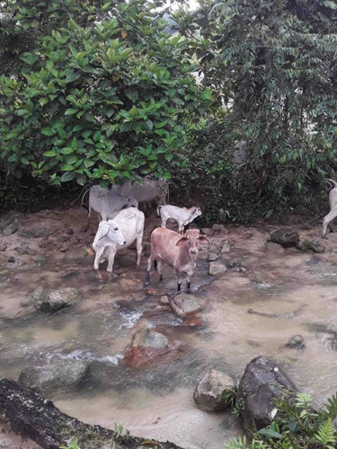 Imagen 5 de 23 de Finca Productivo En Tachira