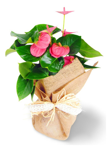 Planta Plantas Para Regalo Delivery