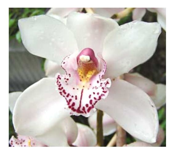 Orquideas Cymbidium Branca | MercadoLivre 📦