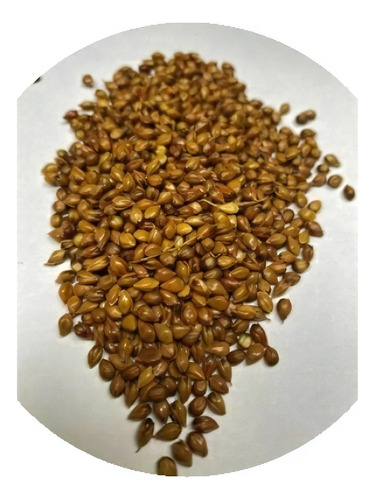 Sorgo Vassoura 1 Kg Sementes- Produção De Vassoura Caipira