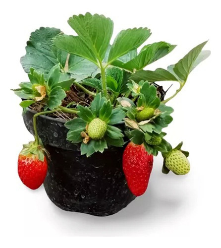 Planta Cultivo De Fresas En Maceta