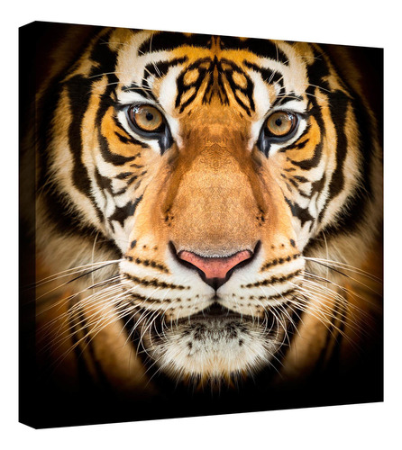 Cuadro Decorativo Canvas Moderno Felinos Salvajes Tigres 2 Color Felinos Salvajes Tigres 19 Armazón Natural