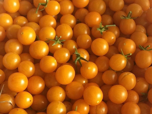 Semillas De Tomate Grosella Naranjo Orgánicas