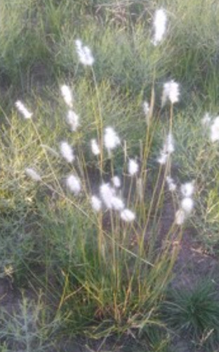 Bothriochloa Laguroides, Pasto Cola De Zorra, 30 Semillas,nv