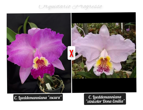 Cattleya Roxa Escuro Jardim | MercadoLivre 📦