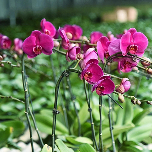 30 Uds. Abrazadera Para Vid Soporte Para Plantas Mariposa