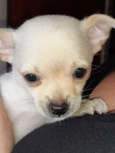 Chihuahuas Miniatura Machos