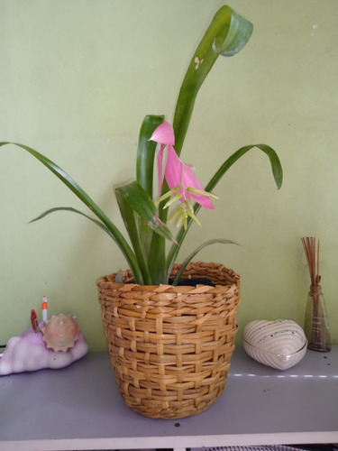 Bromelia Billbergia Nutans Mac 3 Lts