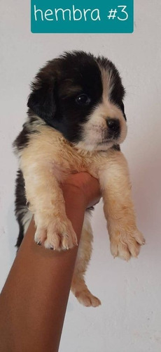 San Bernardo Perro Bebe Mascotas Rionegro Medellín