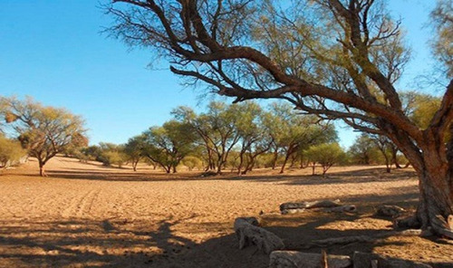 Campo En Venta. 25 De Mayo, Provincia De San Juan. Argentina.