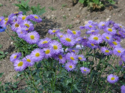 Imagem 8 de 8 de 100 Sementes De Margarida Azul - Fleabane Daisy - Flor