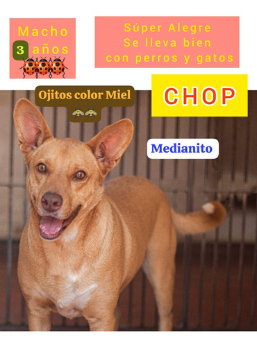 Chop, Un Rubio Jovencito, Super Alegre Y Divertido Medianito