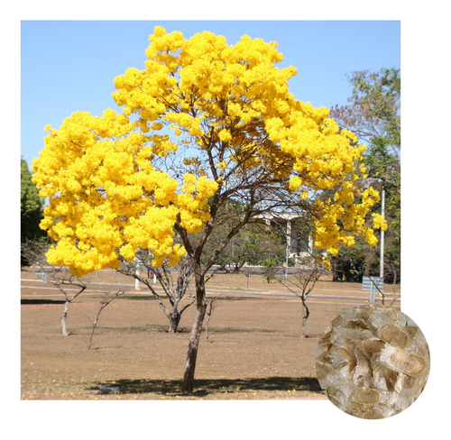 Sementes De Ipê Amarelo Cascudo 2g