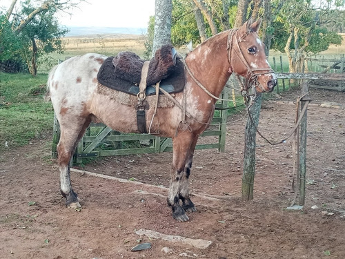 Imagen 7 de 8 de Caballo Manso Pero Geñoso