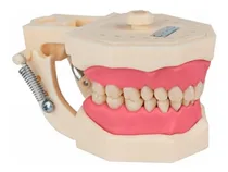 Comprar Manequim De Dentistica - Orais