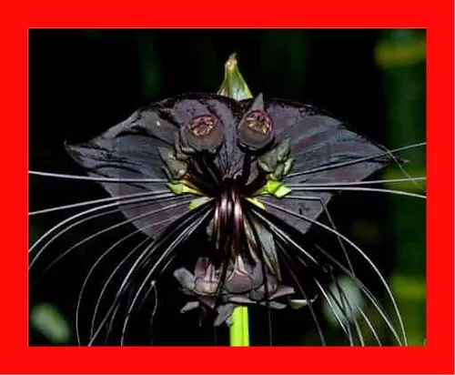 Sementes Orquidea Negra Tacca Chantrieri Flor Morcego Mudas