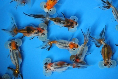 Pez Ojo De Burbuja Calico Goldfish Importacion Shangai