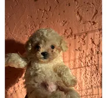 Comprar Caniche Toy  Y Yorkie Vacunados Y Otras Mascotas