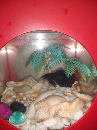 Peixe Beta + Kit Completo Com Aquário Usado
