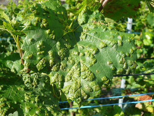 Bio Duo Broca Dos Ramos Videiras Uvas 5 Litros