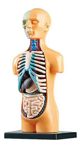 Modelo De Cuerpo De Torso Humano Anatómico Extraíble En 3d P | Meses sin  intereses