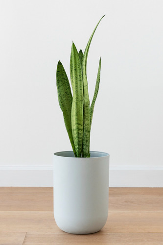 Planta Espada 50cm + Fertilizante + Manual De Cuidados