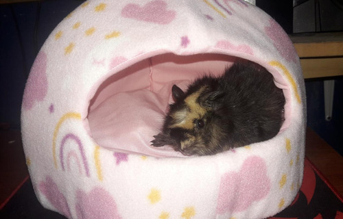 Casita IglĂș P/ Gatos,chihuahuas,yorkshires,pincher,etc