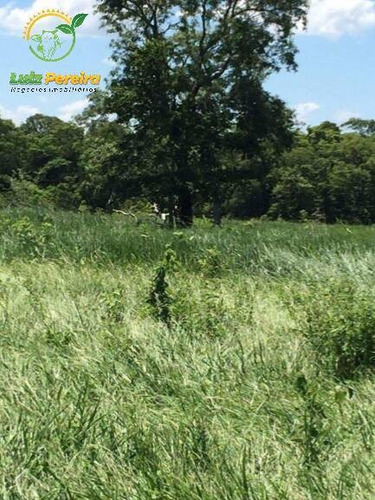 Imagem 6 de 9 de Fazenda À Venda Em Recursolândia -t0 - 3998 Hectares (dupla Aaptidão) - 1592