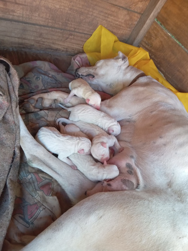 Dogos Argentinos 