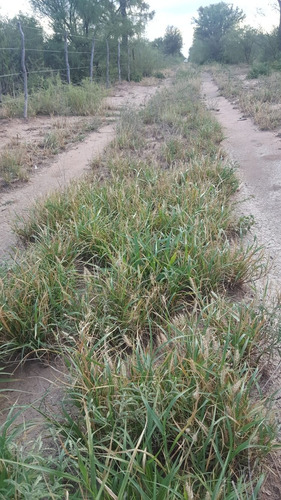 Imagen 12 de 14 de Oportunidadcampo Ganadero 1500ha Pozo Nuevo Cordoba 350 U$s